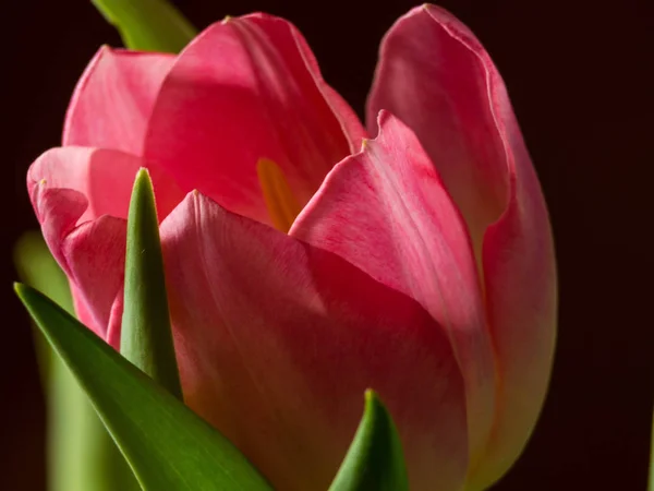 Stillleben Tulpe isoliert auf schwarzem Hintergrund — Stockfoto