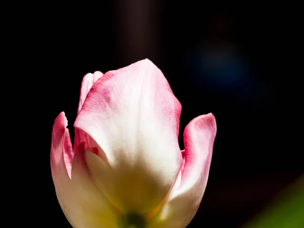 Stillleben Tulpe isoliert auf schwarzem Hintergrund — Stockfoto