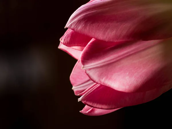 Stillleben Tulpe isoliert auf schwarzem Hintergrund — Stockfoto