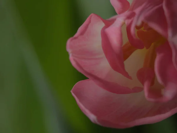 Frühlingsdekoration, Tulpen verschwommen, weicher Nebel, Postkarte — Stockfoto