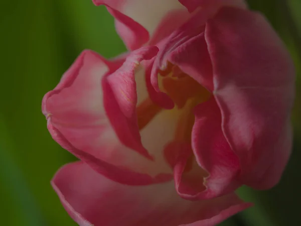 Decoración de primavera, tulipanes borrosos, niebla suave, postal — Foto de Stock