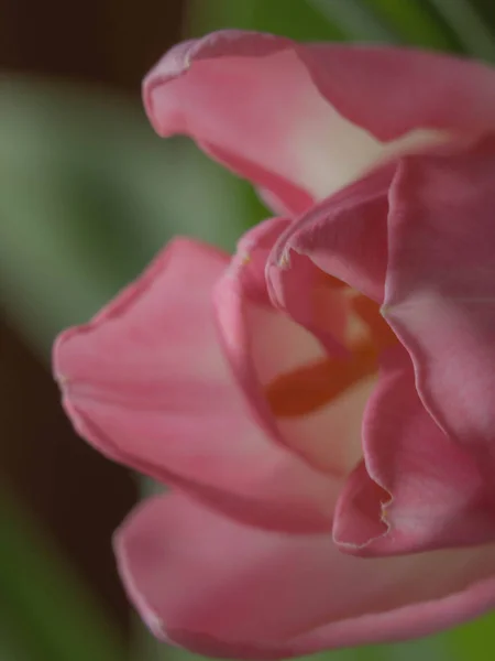 Lente decoratie, tulpen wazig, zachte nevel, ansichtkaart — Stockfoto