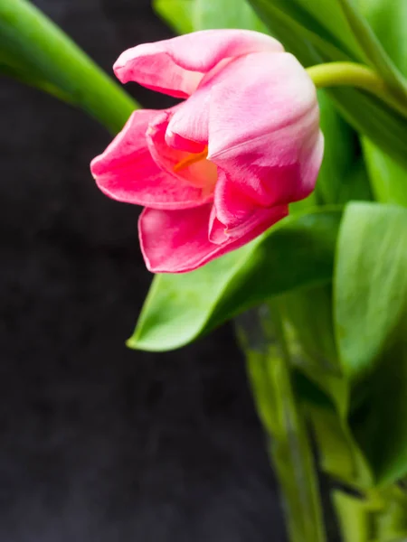 Lente achtergrond met roze tulpen felicitatie concept — Stockfoto