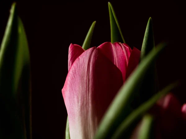 Stillleben Tulpe isoliert auf schwarzem Hintergrund — Stockfoto