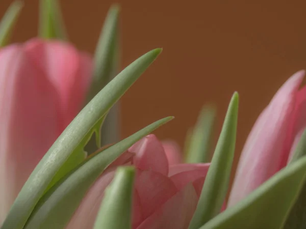 Frühlingsdekoration, Tulpen verschwommen, weicher Nebel, Postkarte — Stockfoto