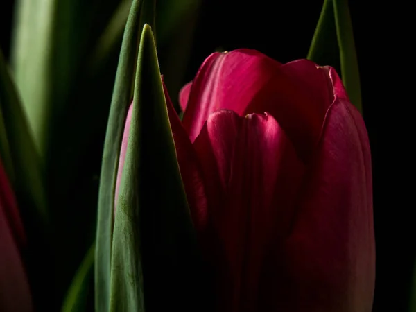 Bodegón Tulipán aislado sobre fondo negro — Foto de Stock