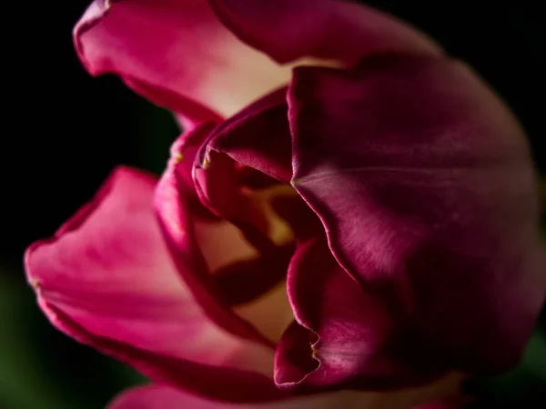 Stillleben Tulpe isoliert auf schwarzem Hintergrund — Stockfoto