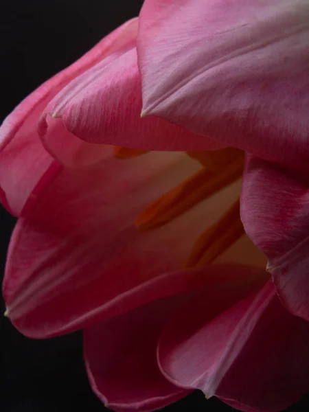 Stillleben Tulpe isoliert auf schwarzem Hintergrund — Stockfoto