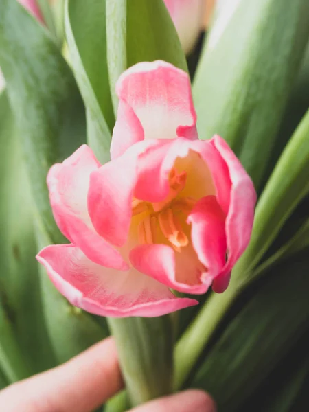 Fondo de primavera con tulipanes rosados Concepto de felicitación —  Fotos de Stock