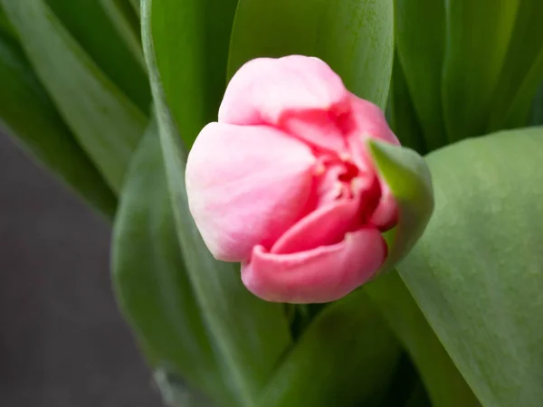 Spring background with pink tulips Congratulation concept — Stock Photo, Image