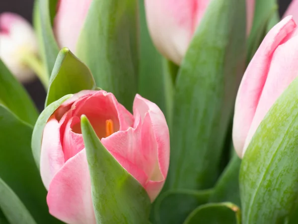 Fondo de primavera con tulipanes rosados Concepto de felicitación —  Fotos de Stock