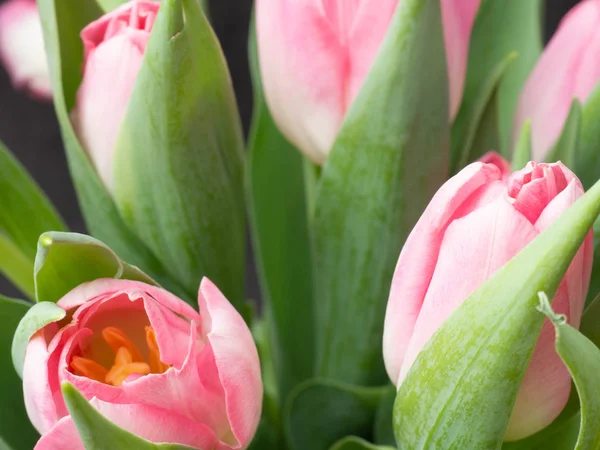 Fondo de primavera con tulipanes rosados Concepto de felicitación —  Fotos de Stock