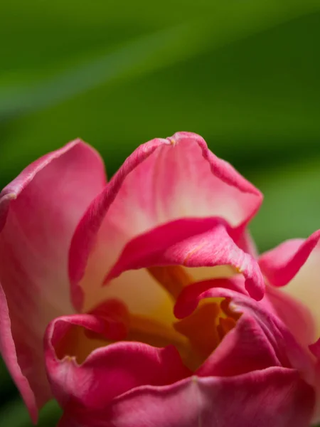 Stillleben Tulpe isoliert auf grünem Hintergrund — Stockfoto