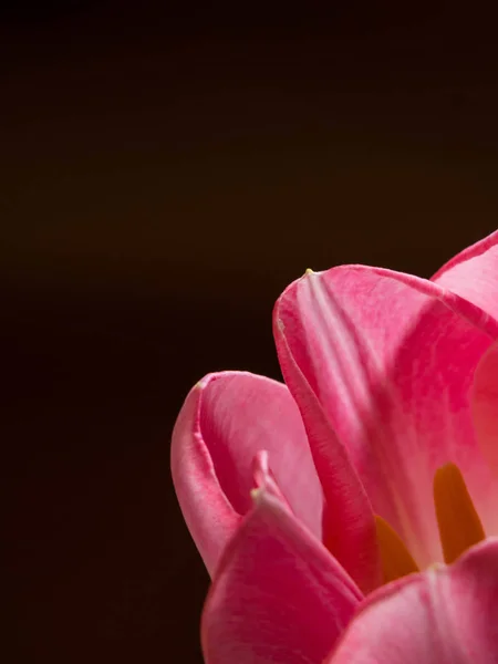 Schöne rosa Tulpen Nahaufnahme Makroaufnahme, Frühlingskonzept — Stockfoto