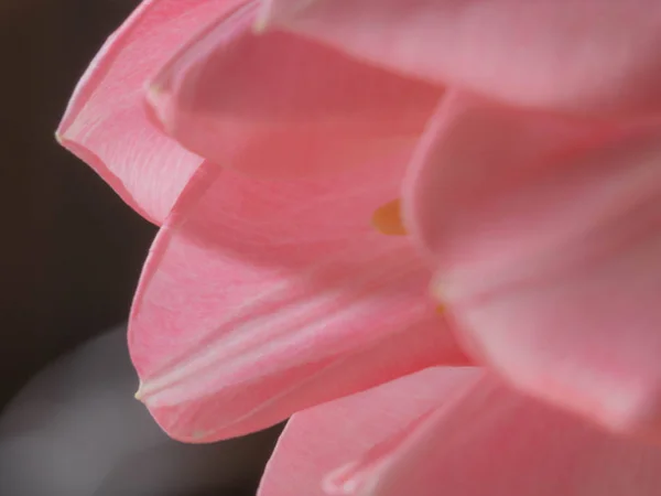 Schöne verschwommene rosa Tulpen Nahaufnahme Makroaufnahme, Frühlingskonzept — Stockfoto