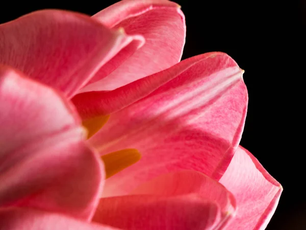 Linda tulipas rosa borradas close-up macro shot, conceito de tempo de primavera — Fotografia de Stock