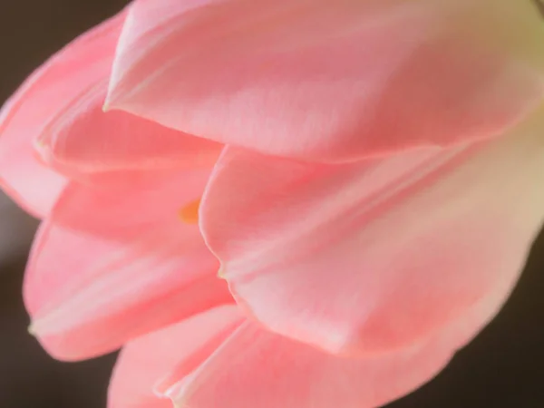 Schöne verschwommene rosa Tulpen Nahaufnahme Makroaufnahme, Frühlingskonzept — Stockfoto