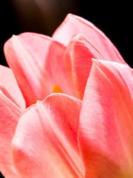 Beautiful blurred pink tulips close-up macro shot, spring time concept — Stock Photo, Image