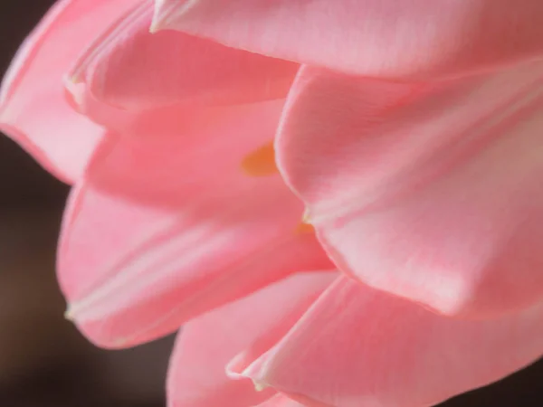Schöne verschwommene rosa Tulpen Nahaufnahme Makroaufnahme, Frühlingskonzept — Stockfoto