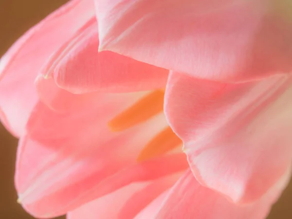 Schöne verschwommene rosa Tulpen Nahaufnahme Makroaufnahme, Frühlingskonzept — Stockfoto