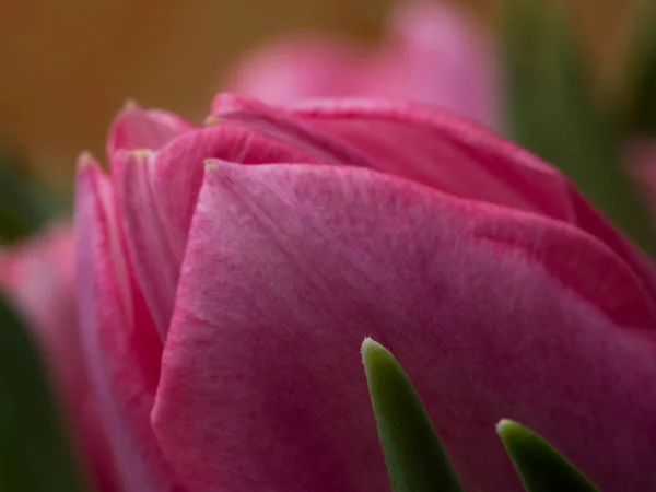 Linda tulipas rosa borradas close-up macro shot, conceito de tempo de primavera — Fotografia de Stock