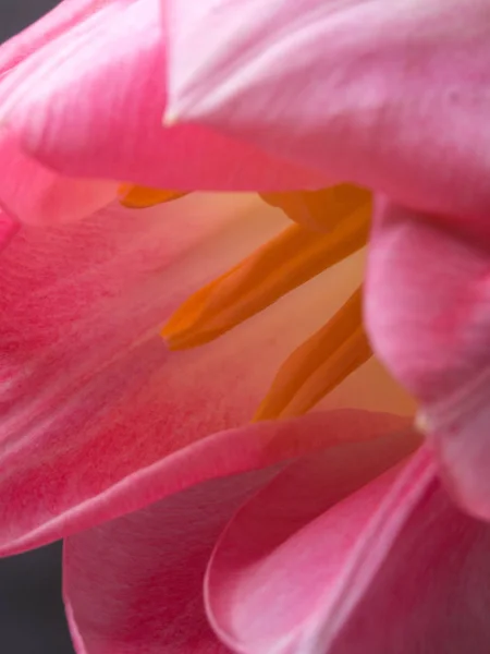 Schöne verschwommene rosa Tulpen Nahaufnahme Makroaufnahme, Frühlingskonzept — Stockfoto