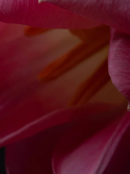 Schöne Postkarte, verschwommene rosa Tulpen Nahaufnahme Makroaufnahme, Frühlingskonzept — Stockfoto