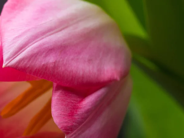 Schöne Postkarte, verschwommene rosa Tulpen Nahaufnahme Makroaufnahme, Frühlingskonzept — Stockfoto