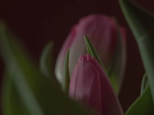 Verschwommene rosa Tulpe - Frühlingskonzept — Stockfoto