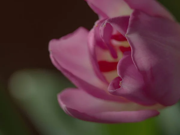 Tulipa rosa borrada - conceito de primavera, cartão de saudação — Fotografia de Stock