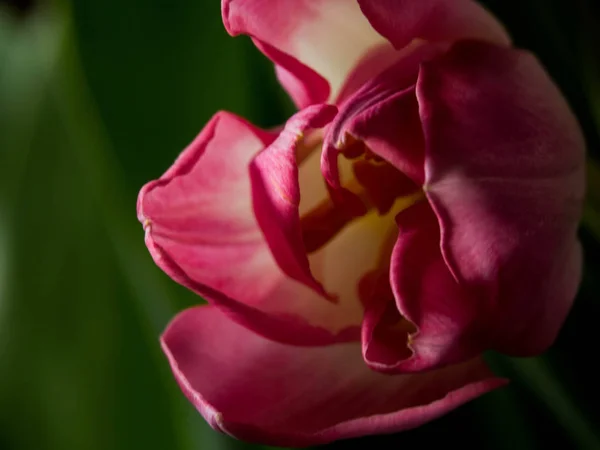 Imagen de hermosos tulipanes sobre un fondo verde — Foto de Stock
