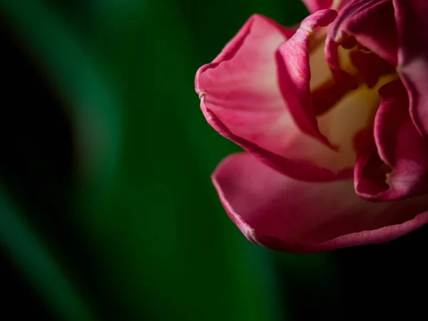 Tulipa borrada no fundo verde. Copie espaço para o texto. Cartão de felicitações para o Dia da Mulher ou Dia das Mães — Fotografia de Stock