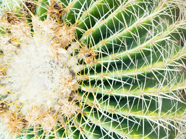 Altın varil kaktüs veya Echinocactus Grusonii Thorn, yeşil top ve beyaz çiçek gibi vücudu bakmak, yakın — Stok fotoğraf