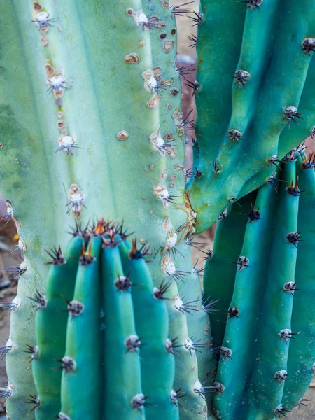 Yeşil cereus kaktüs — Stok fotoğraf