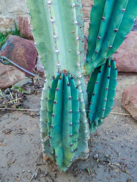 Yeşil cereus kaktüs — Stok fotoğraf