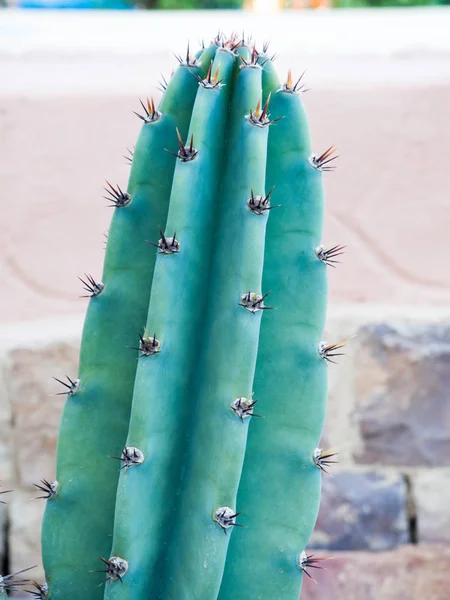 Yeşil cereus kaktüs — Stok fotoğraf