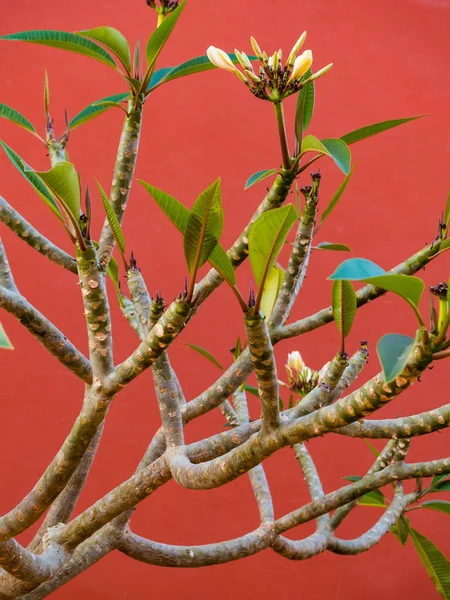 White plumeria frangipani flowers with leaves and background Living Coral color of the year 2019 — Stock Photo, Image