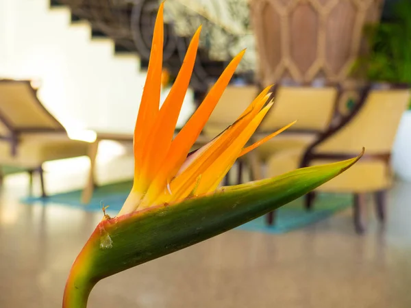 Bird of Paradise flower indoor — Stock Photo, Image