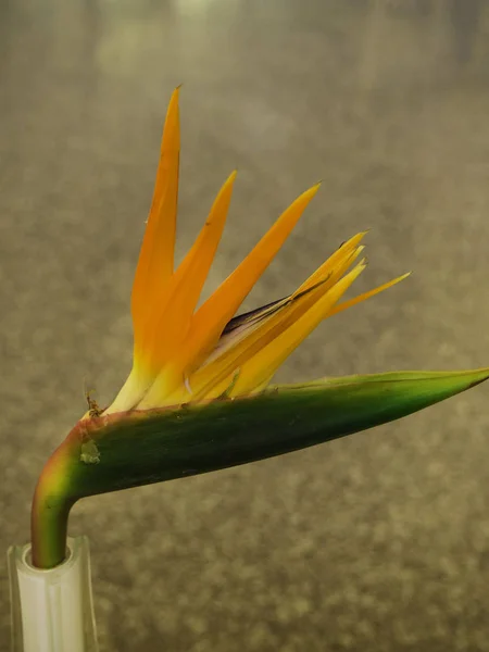 Pássaro do Paraíso flor interior — Fotografia de Stock