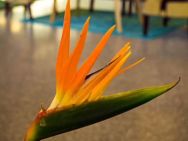 Paradiesvogel Blume drinnen — Stockfoto