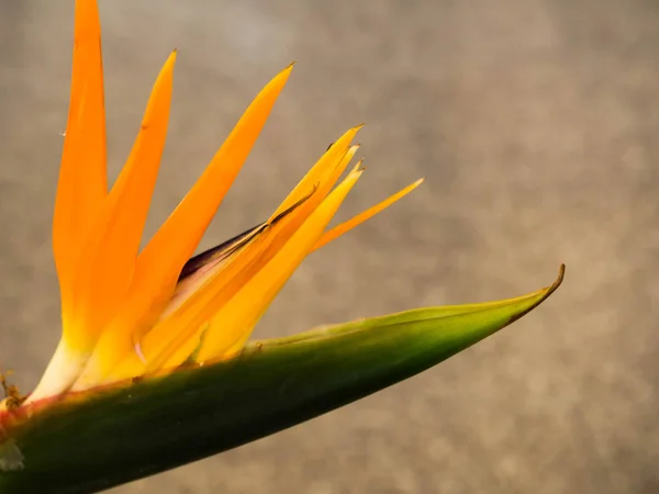 Paradis fågel blomma inomhus — Stockfoto