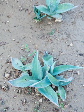 Agave bitki Agave bitki tropikal kuraklık toleransı