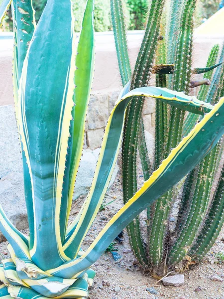 Yeşil dikenli kaktüs cereus repandus ve Agave, cadushi kaktüs — Stok fotoğraf