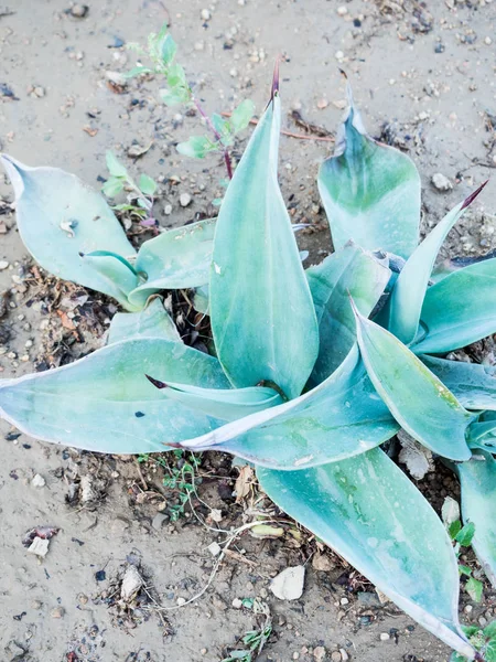 Agave roślina Agave roślina tropikalna susza tolerancja — Zdjęcie stockowe