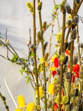 Paskalya konsepti arka plan. Tebrik kartı, arka plan, kedi söğüt ile paskalya süslemeleri, seçici odak