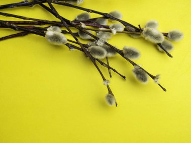 sarı arka plan üzerinde paskalya söğüt dalları