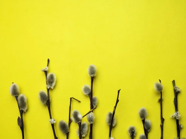 Påsk vide kvistar på gul bakgrund med kopierings utrymme — Stockfoto