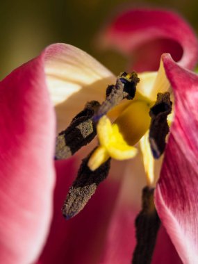 Güzel pembe laleler yakın çekim, bulanık