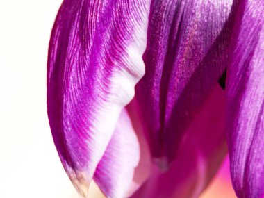 Magenta Renkli Lale Çiçeği Bulanık Stüdyo Shot. Makro. Seçici odaklama