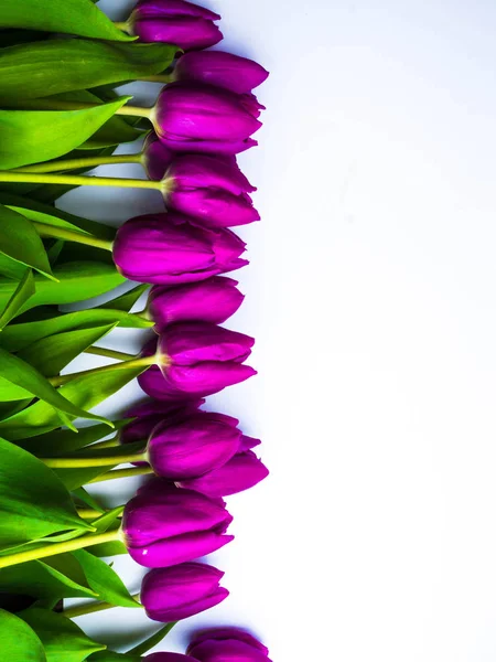 Gyönyörű lila tulipánok, Liliaceae Lilieae Tulipa, zöld levelei elszigetelt fehér — Stock Fotó